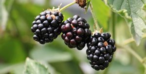 brombeer eis am stiel selbst machen