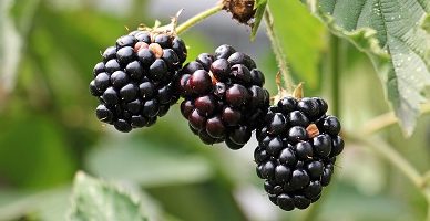 brombeer eis am stiel selbst machen